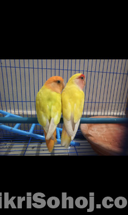 Love Bird